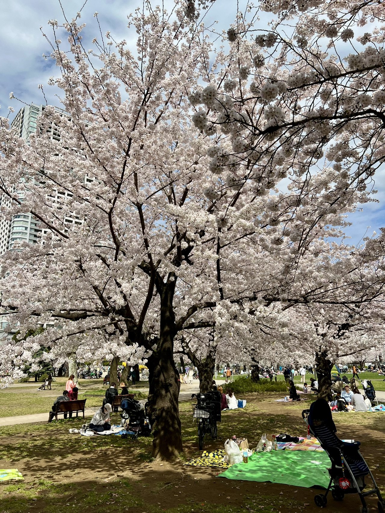 🌳 킨시 공원 이미지 6